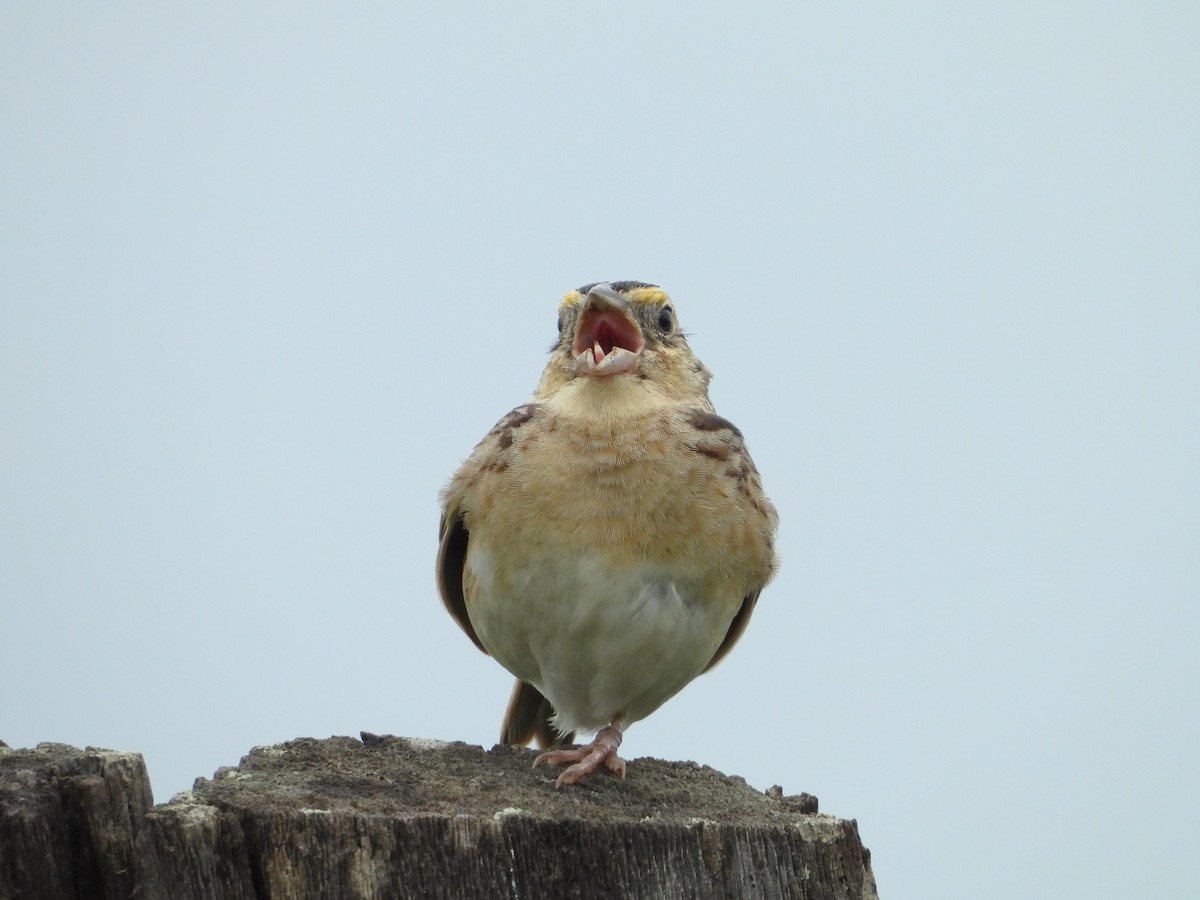 Grasshopper Sparrow - ML620559151