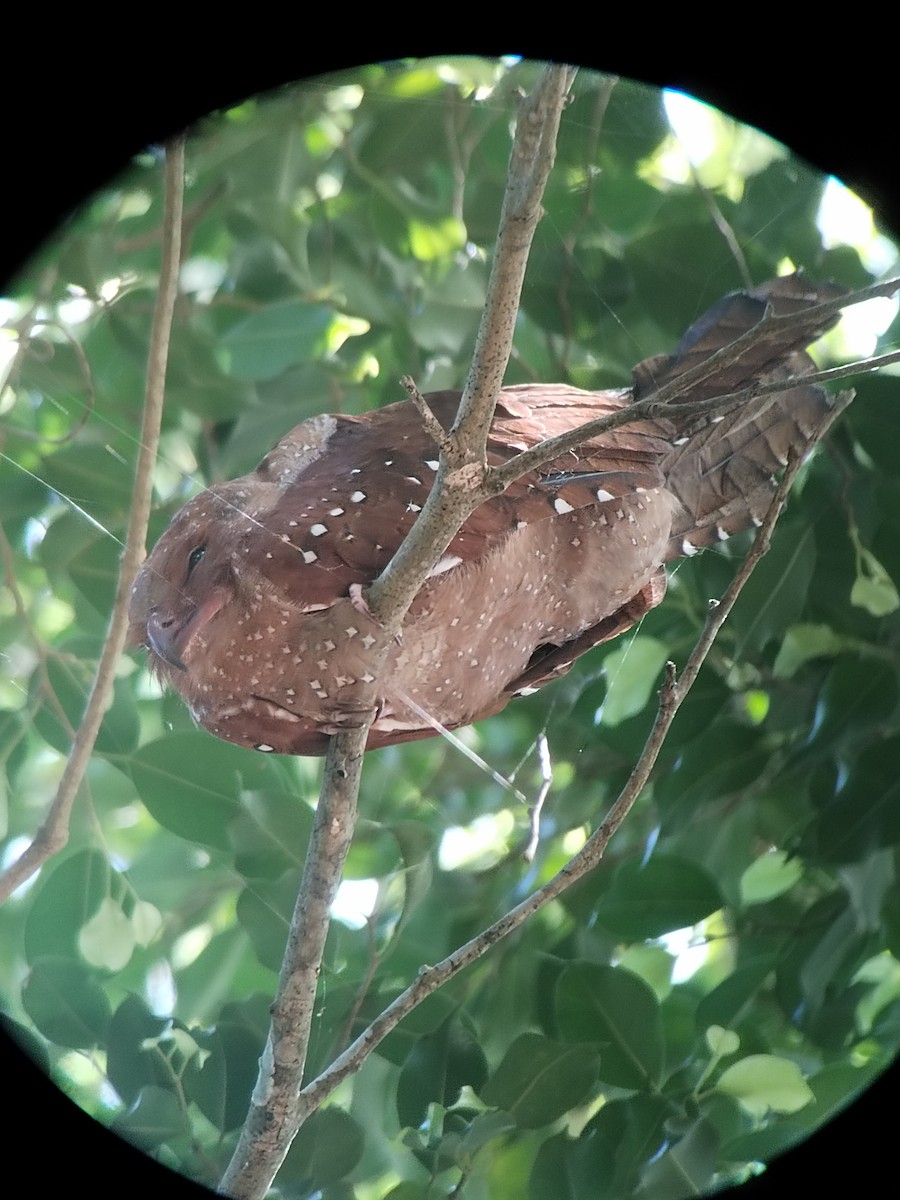 Oilbird - ML620559152