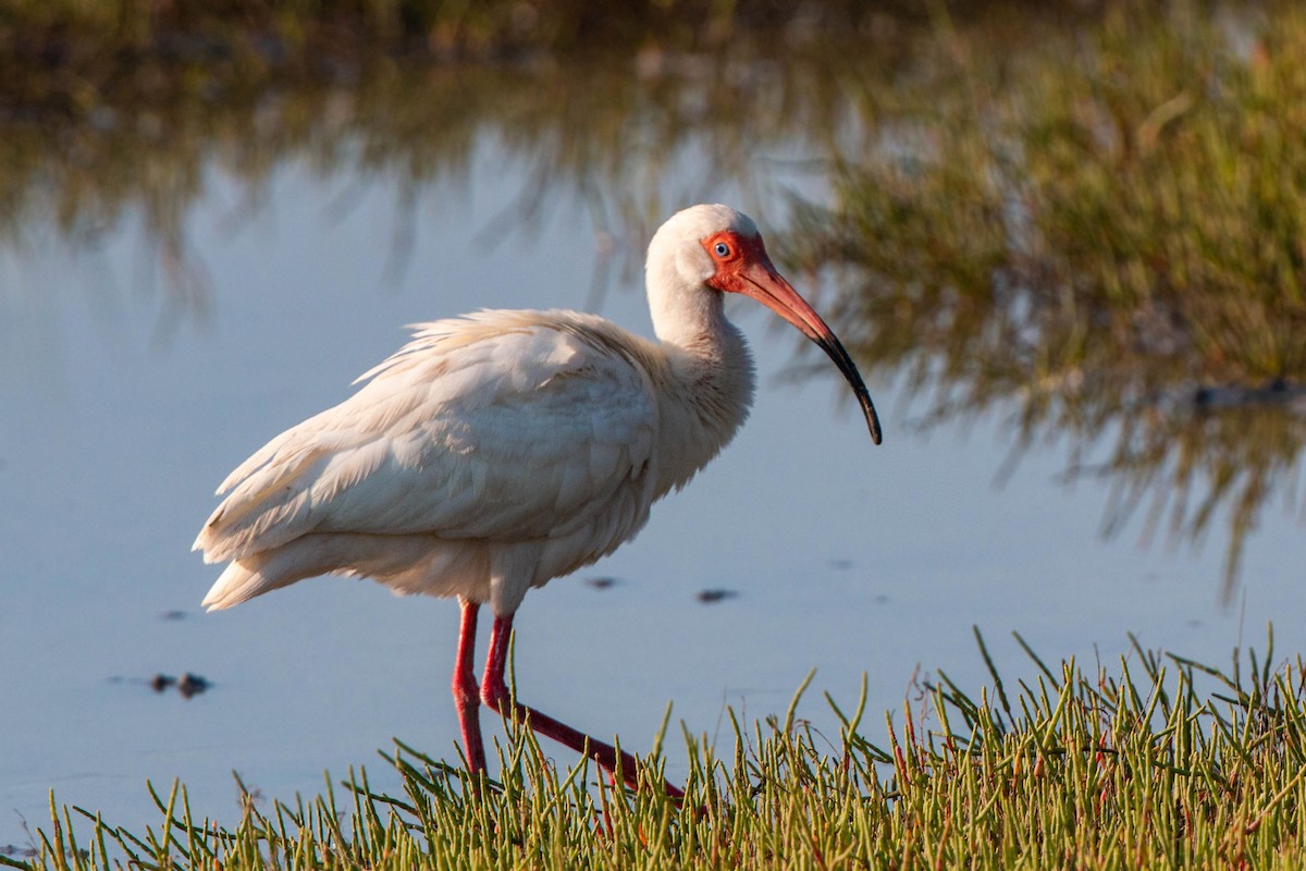 White Ibis - ML620559154