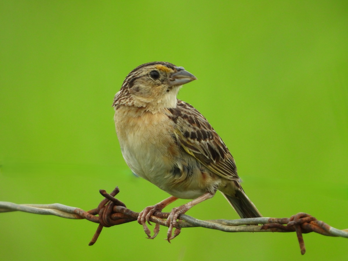 Grasshopper Sparrow - ML620559159