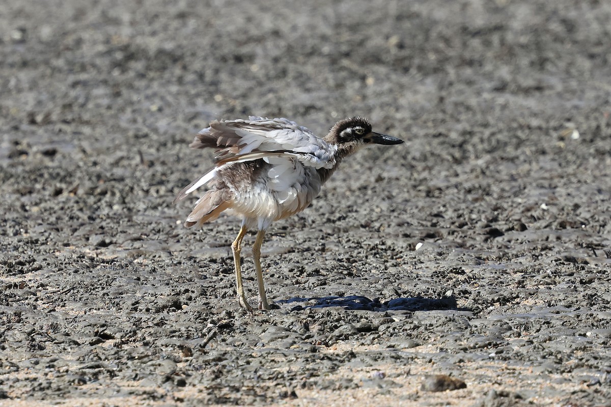 Beach Thick-knee - ML620559167