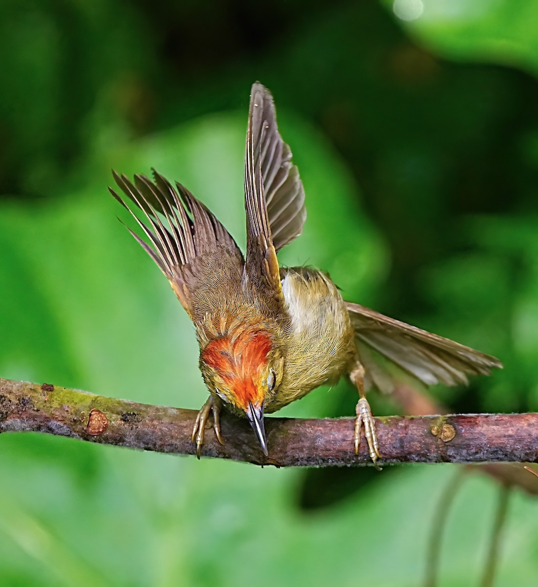 Rufous-capped Babbler - ML620559168