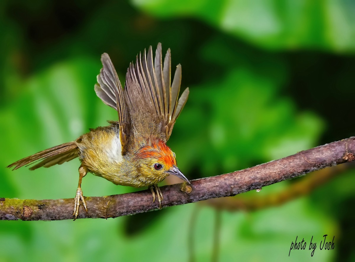 Rufous-capped Babbler - ML620559169