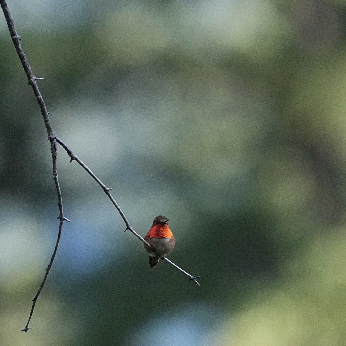 Rufous Hummingbird - ML620559182