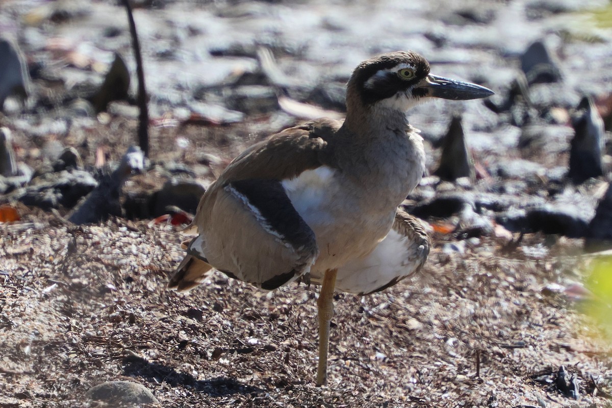 Beach Thick-knee - ML620559194