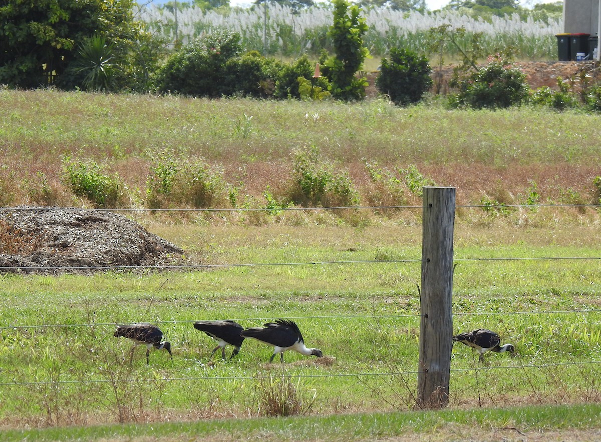 Straw-necked Ibis - ML620559201