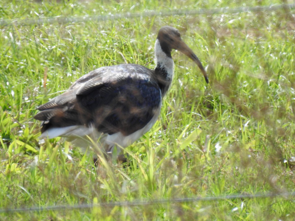 Straw-necked Ibis - Monica Mesch