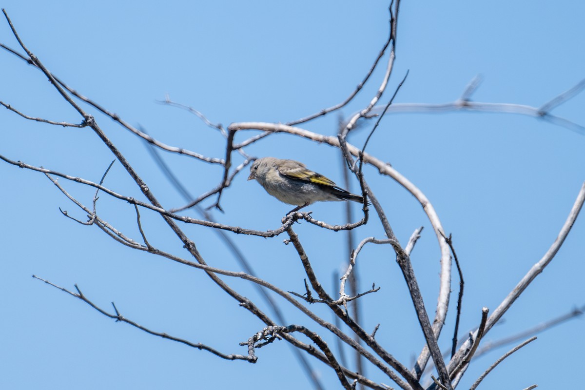 Lawrence's Goldfinch - ML620559203