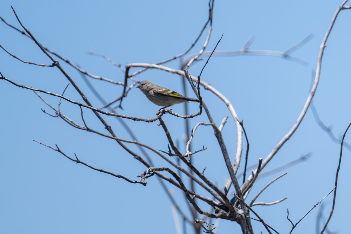 Lawrence's Goldfinch - ML620559205