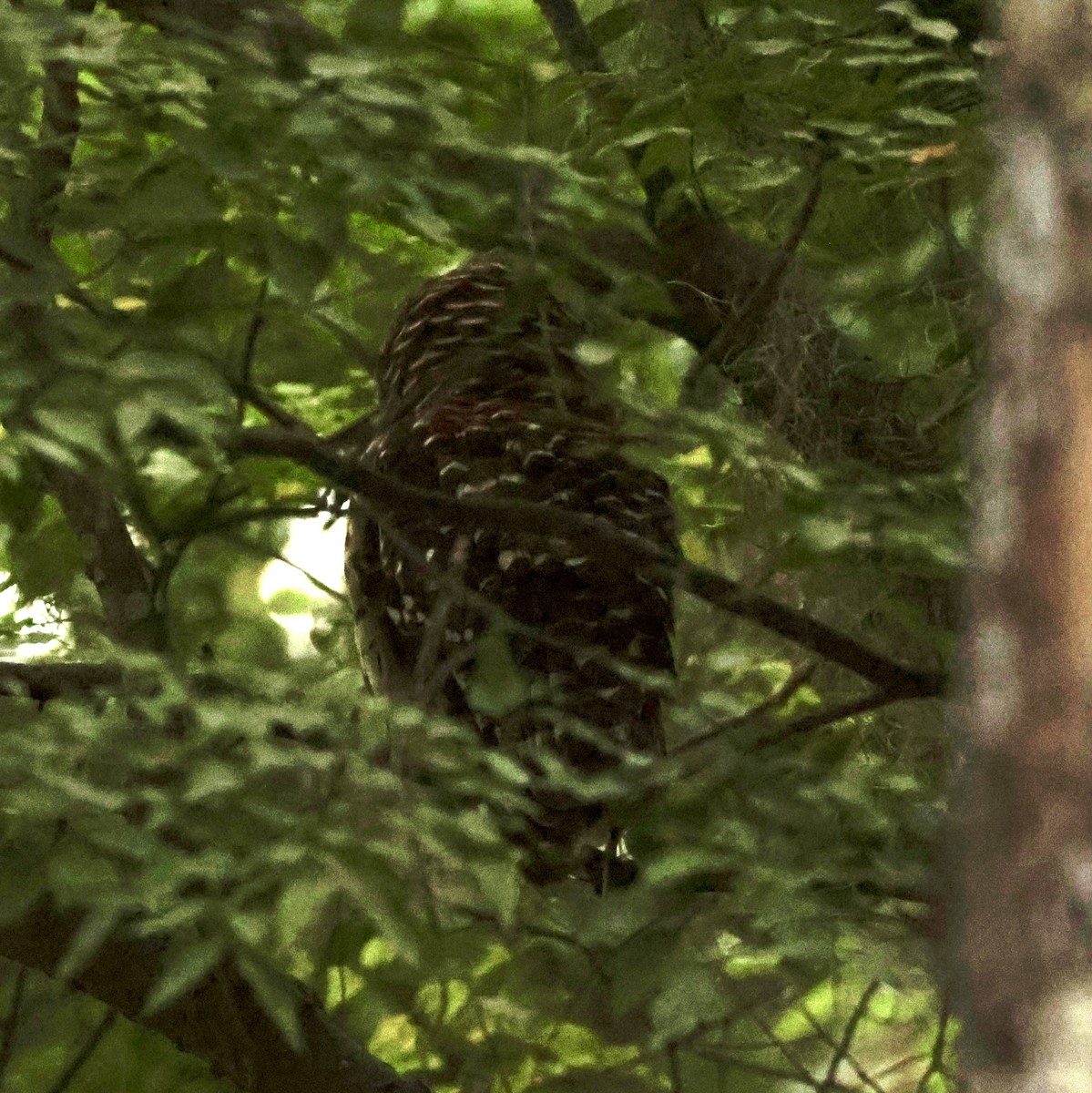 Barred Owl - ML620559206