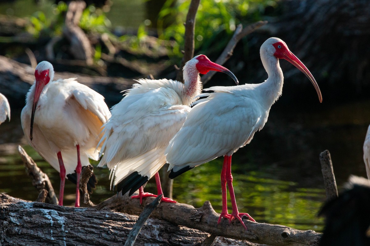 White Ibis - ML620559210