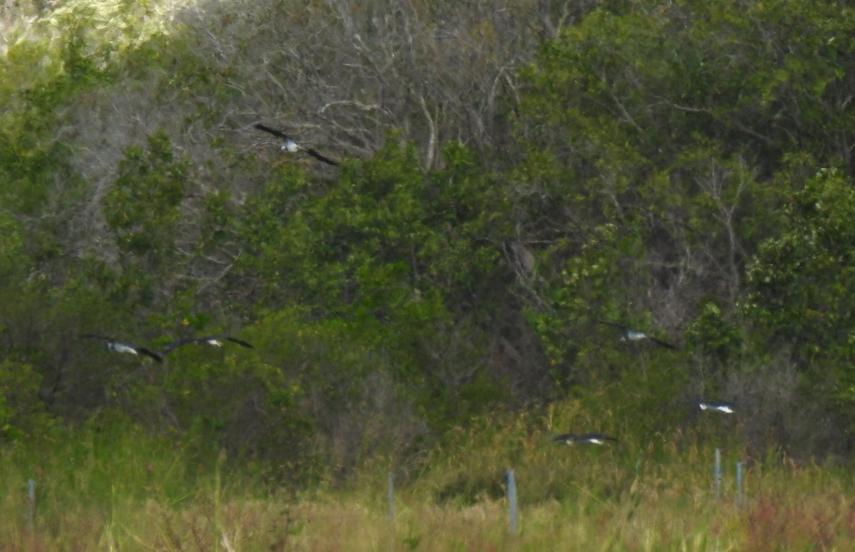 Straw-necked Ibis - ML620559211