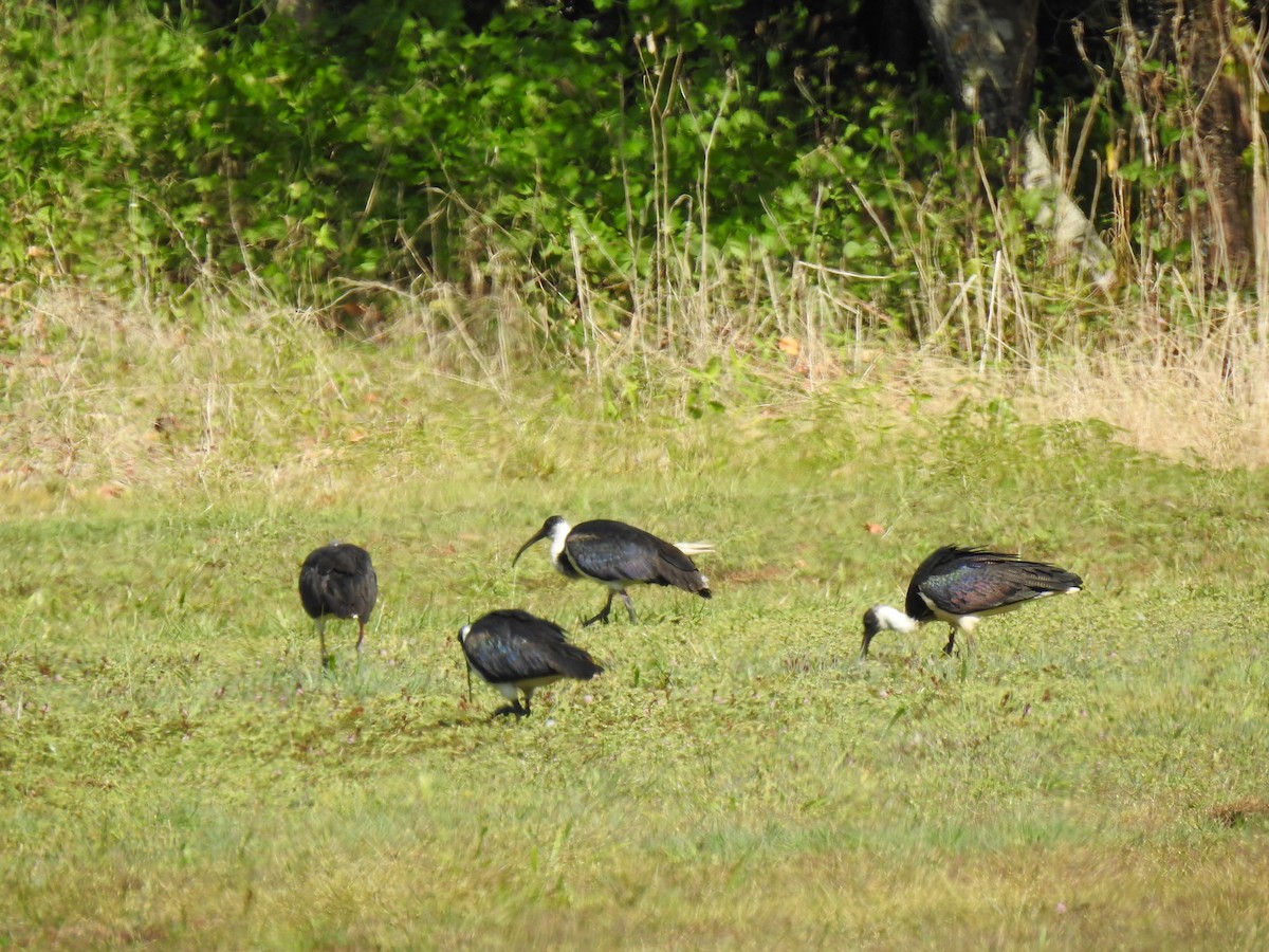 ibis slámokrký - ML620559212