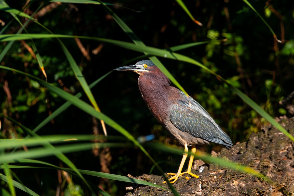 Green Heron - ML620559218