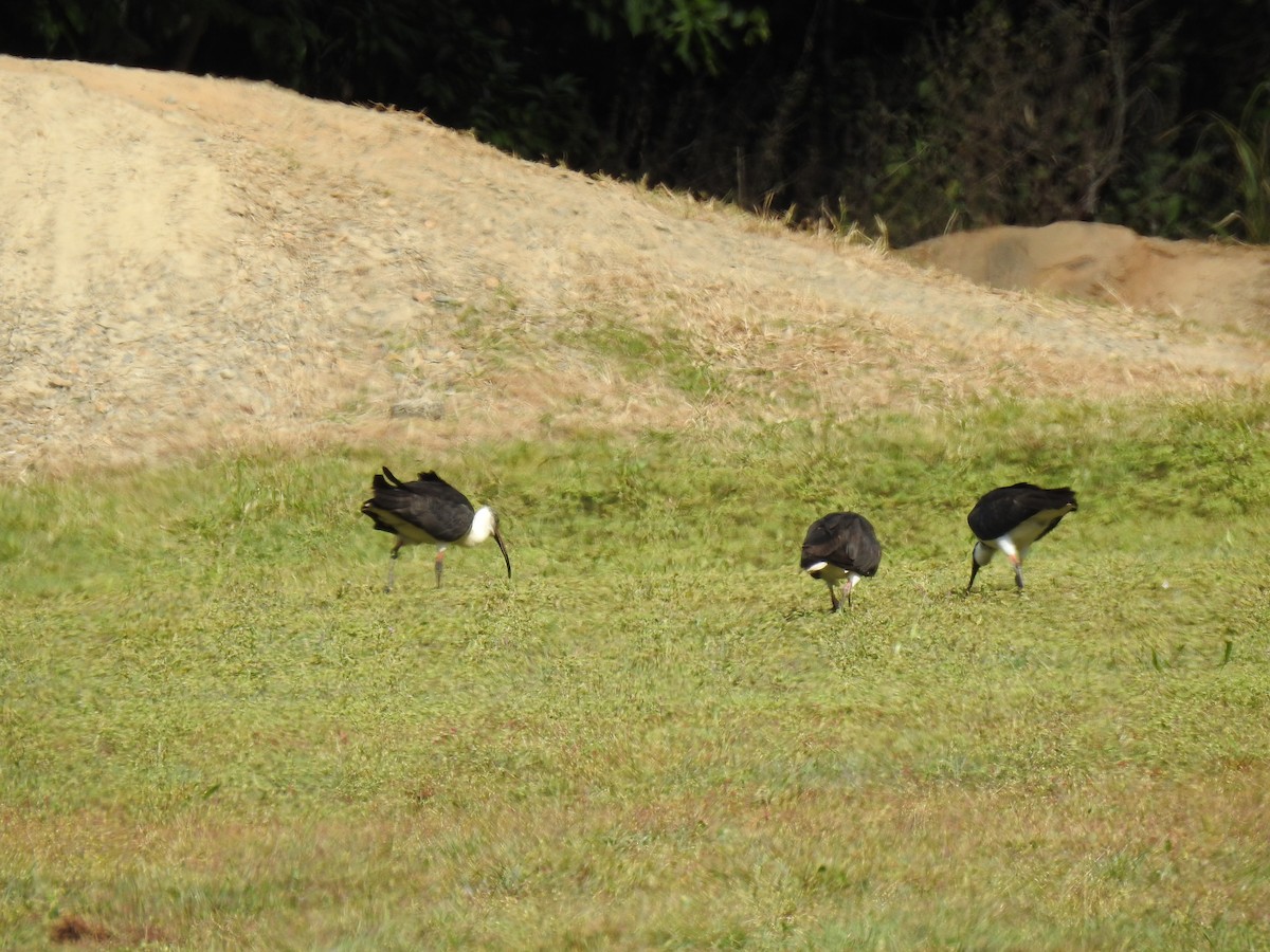 Straw-necked Ibis - ML620559220