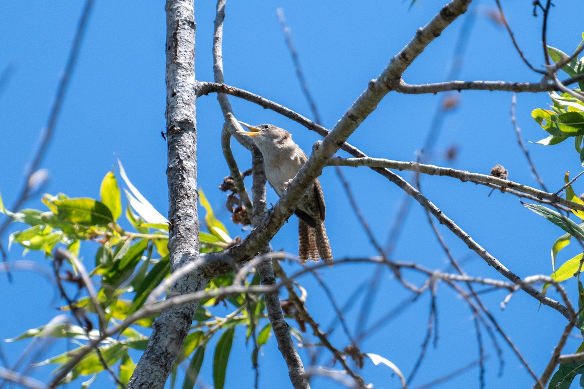 House Wren (Northern) - ML620559222