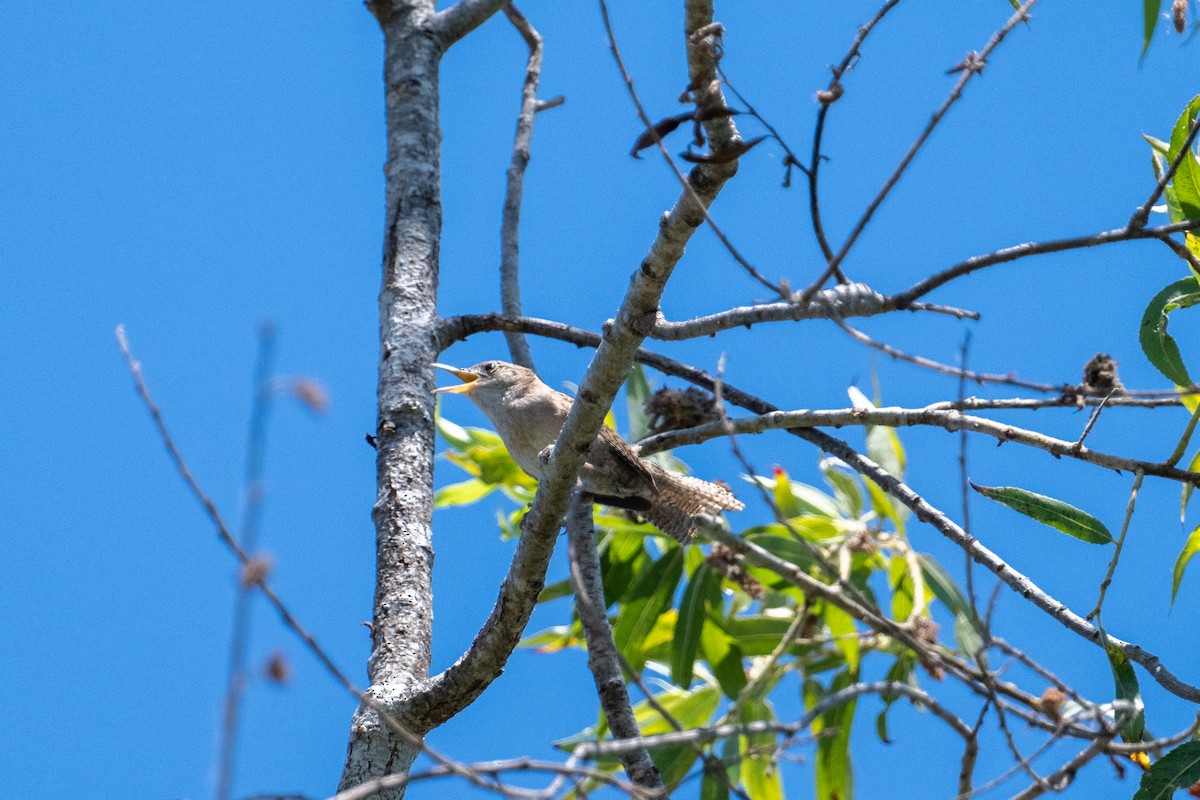 House Wren (Northern) - ML620559223