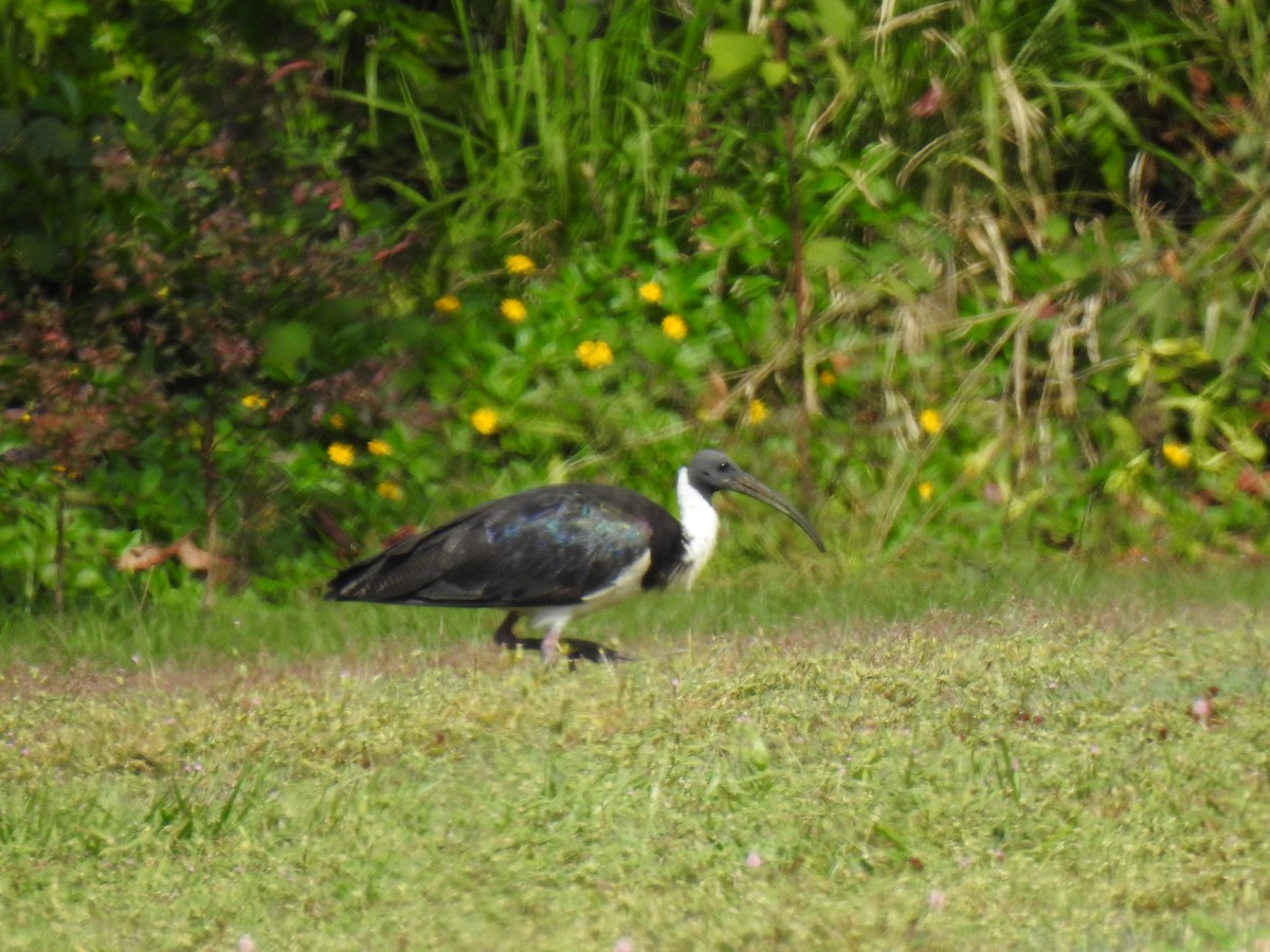 Straw-necked Ibis - ML620559224