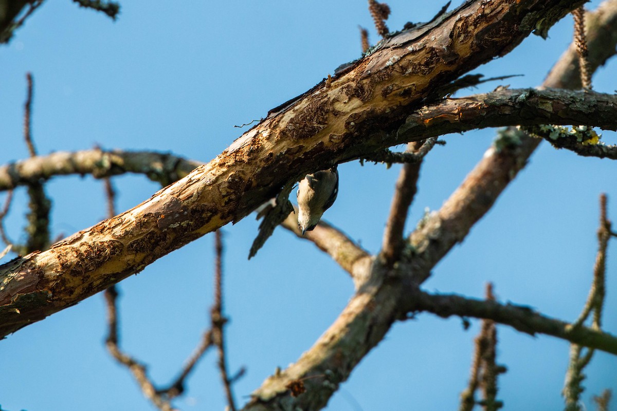 Brown-headed Nuthatch - ML620559225
