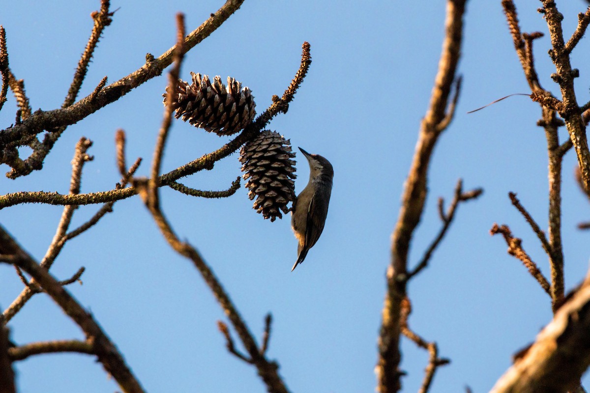 Brown-headed Nuthatch - ML620559226