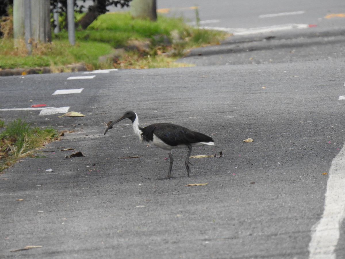 Straw-necked Ibis - ML620559228