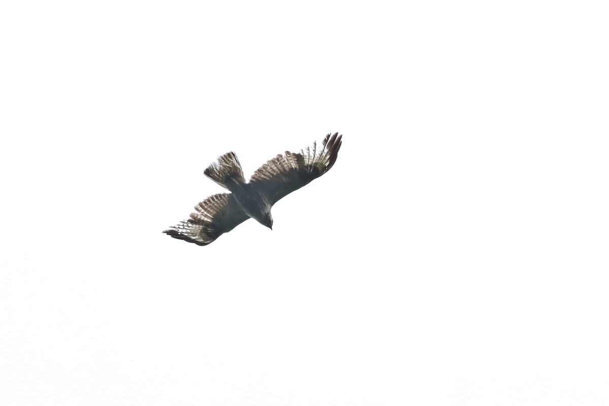 Eastern Buzzard - ML620559231