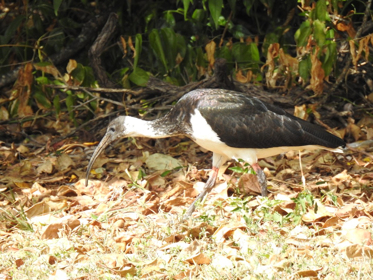 ibis slámokrký - ML620559232