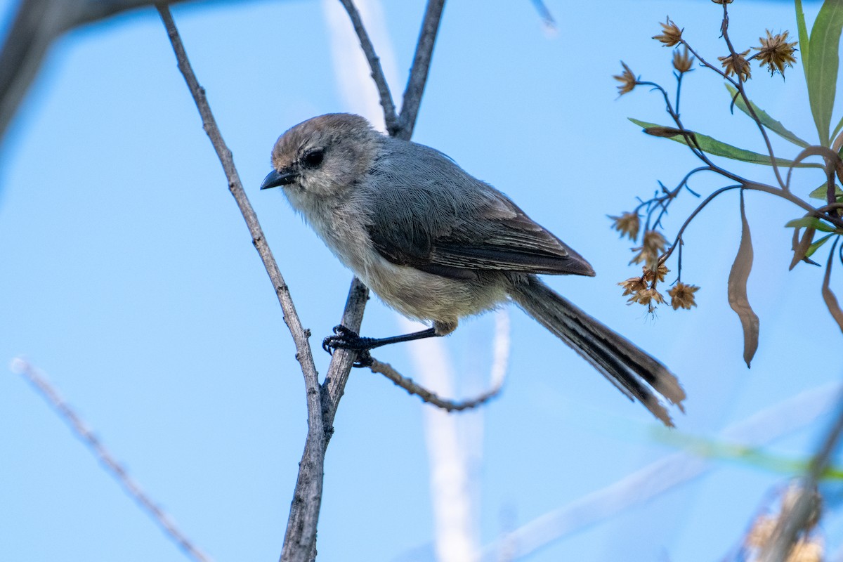 Bushtit - ML620559233