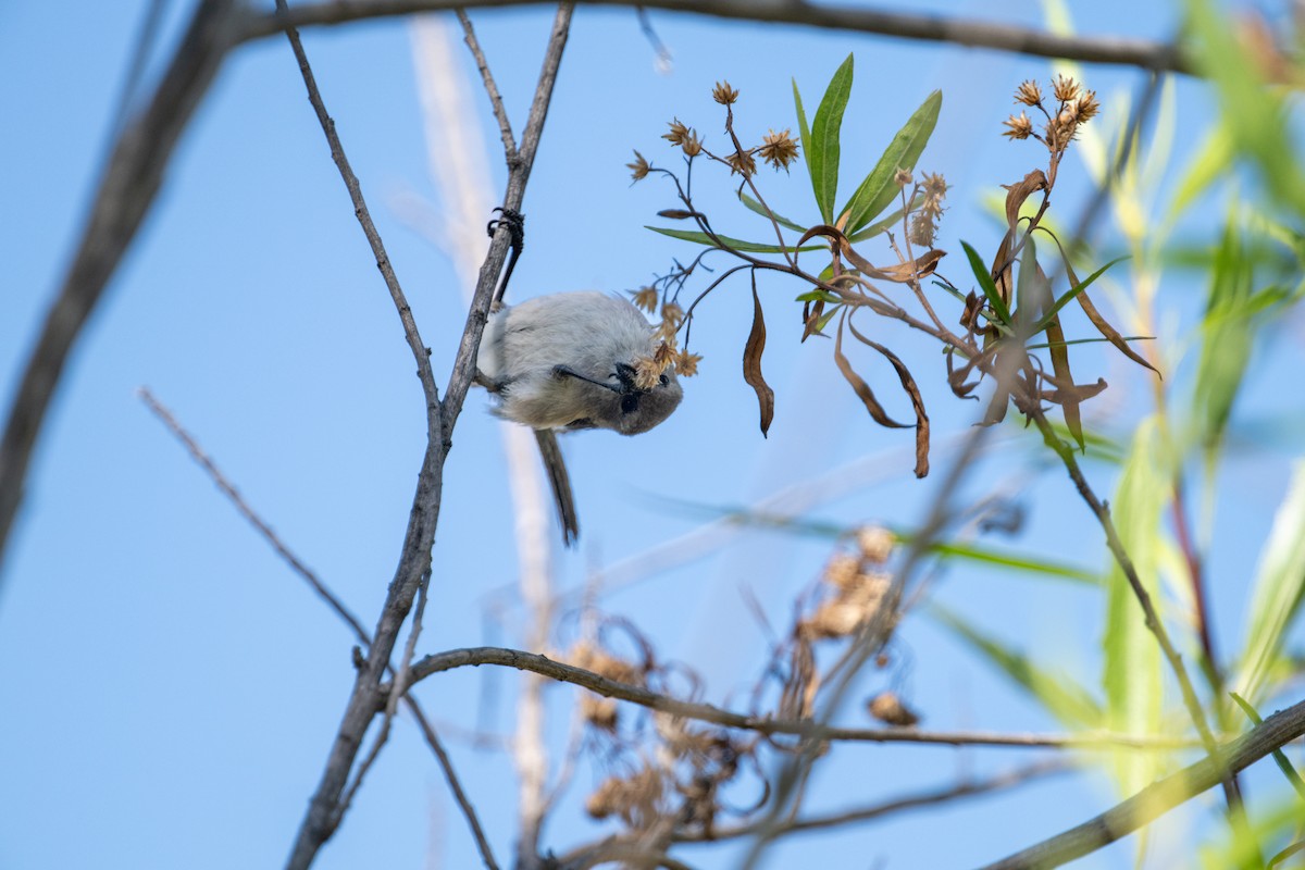 Bushtit - ML620559235