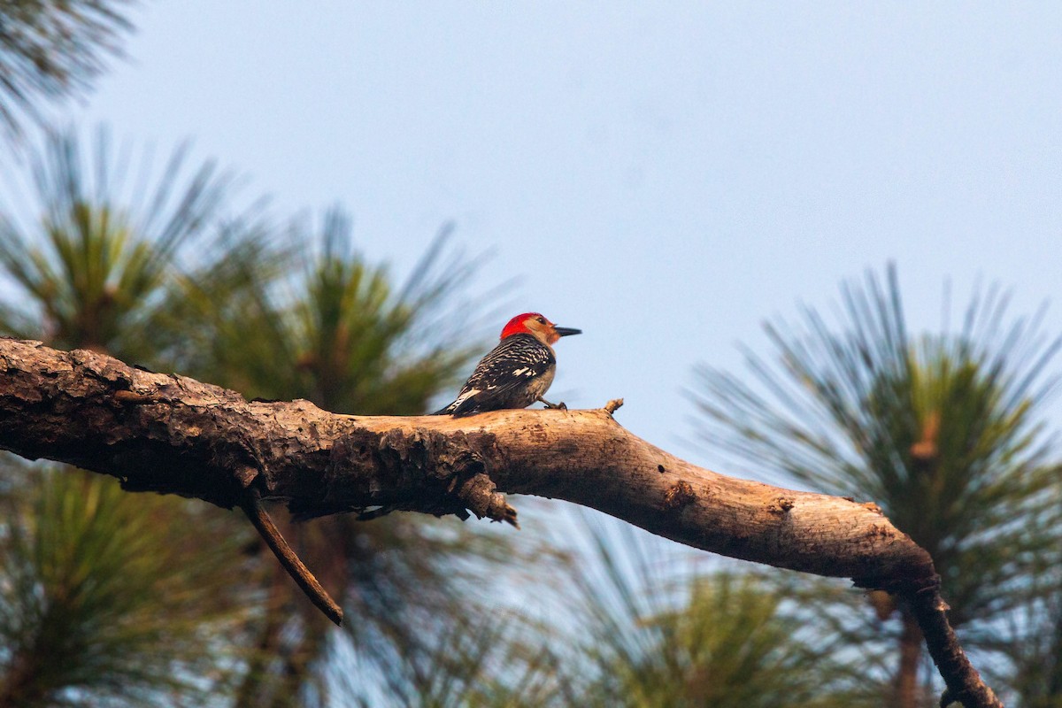 Red-bellied Woodpecker - ML620559240