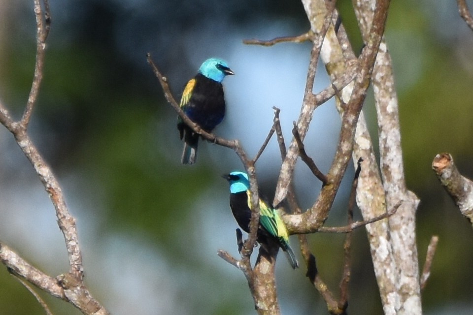 Blue-necked Tanager - ML620559259