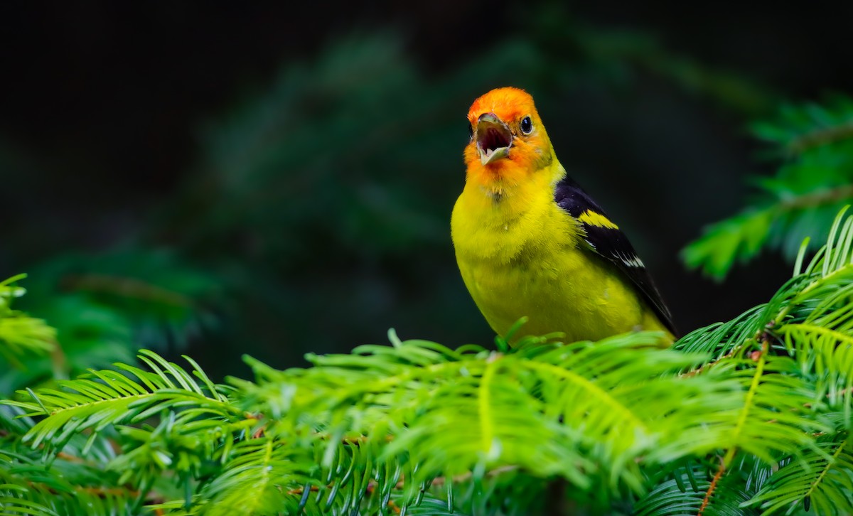 Western Tanager - ML620559260