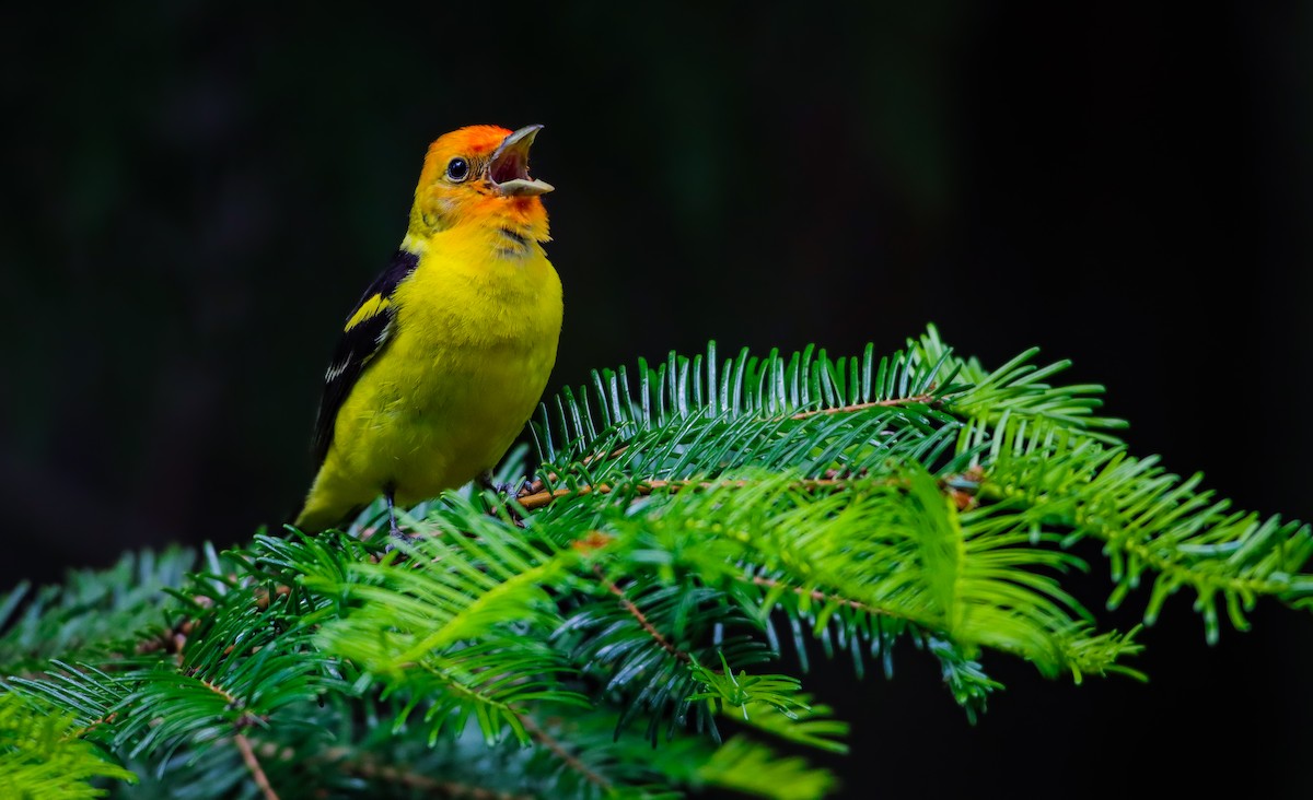 Western Tanager - ML620559261