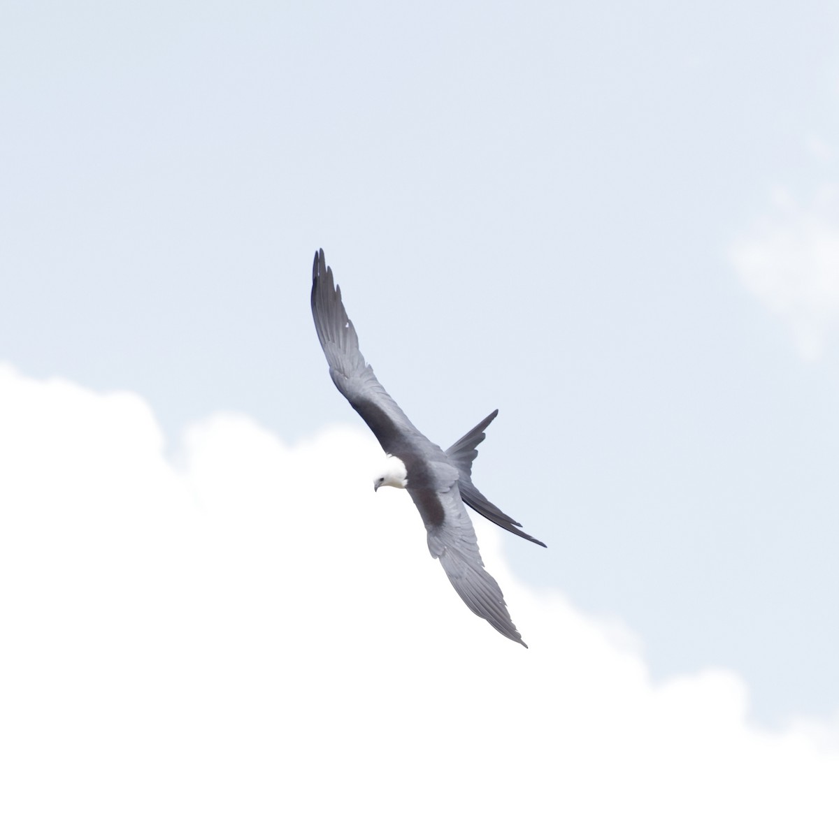 Swallow-tailed Kite - ML620559267