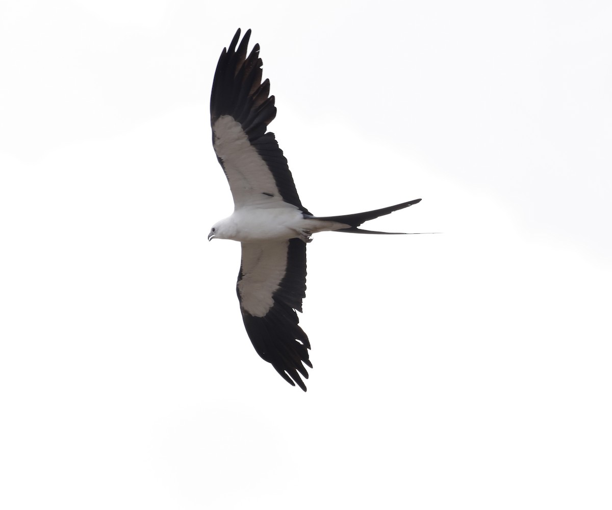 Swallow-tailed Kite - ML620559268