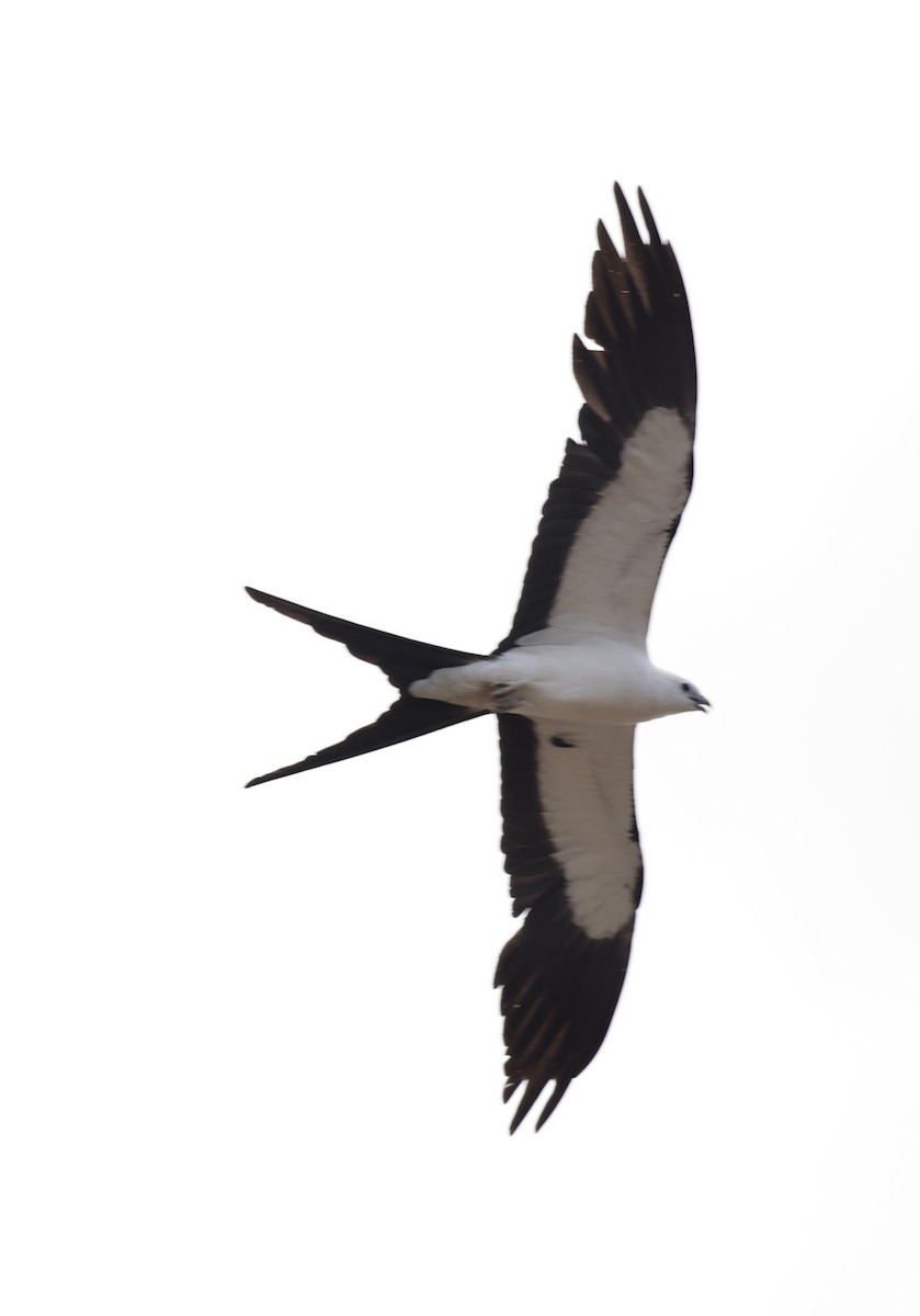 Swallow-tailed Kite - ML620559269
