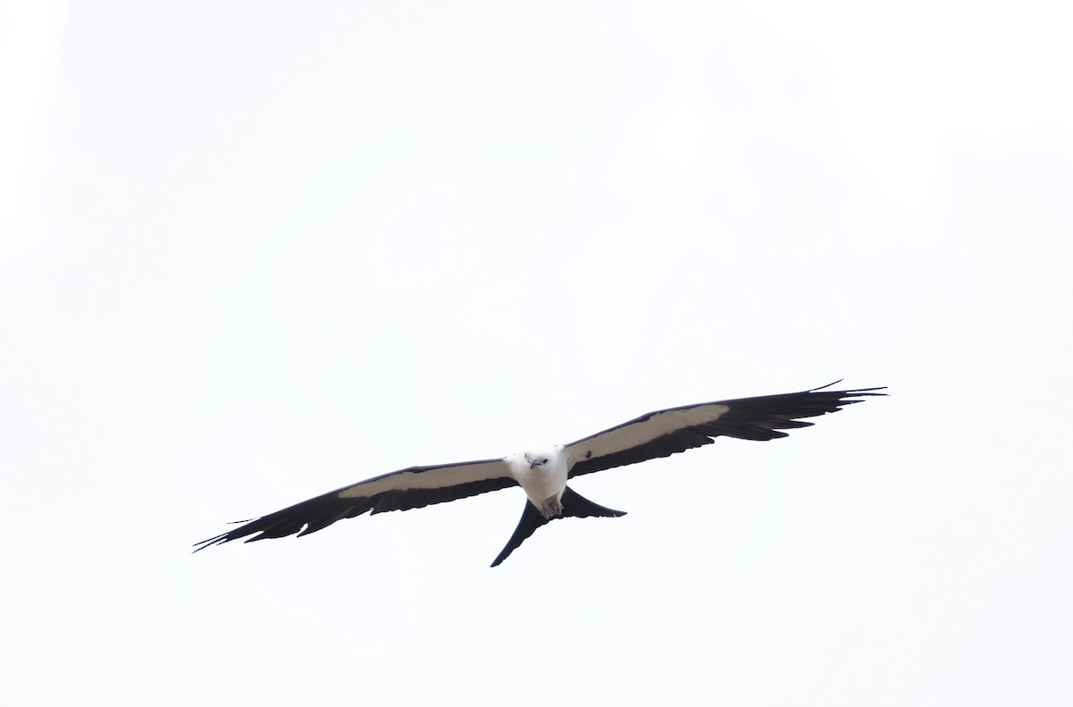 Swallow-tailed Kite - ML620559270