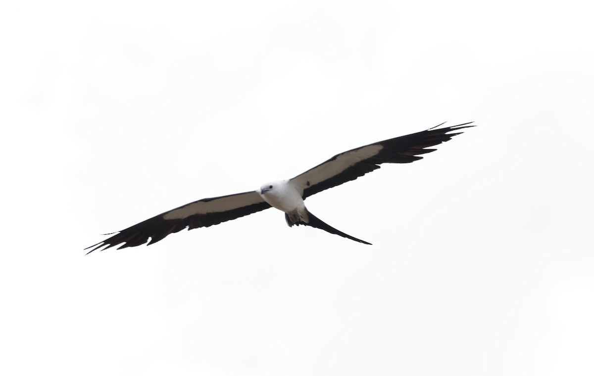 Swallow-tailed Kite - ML620559271