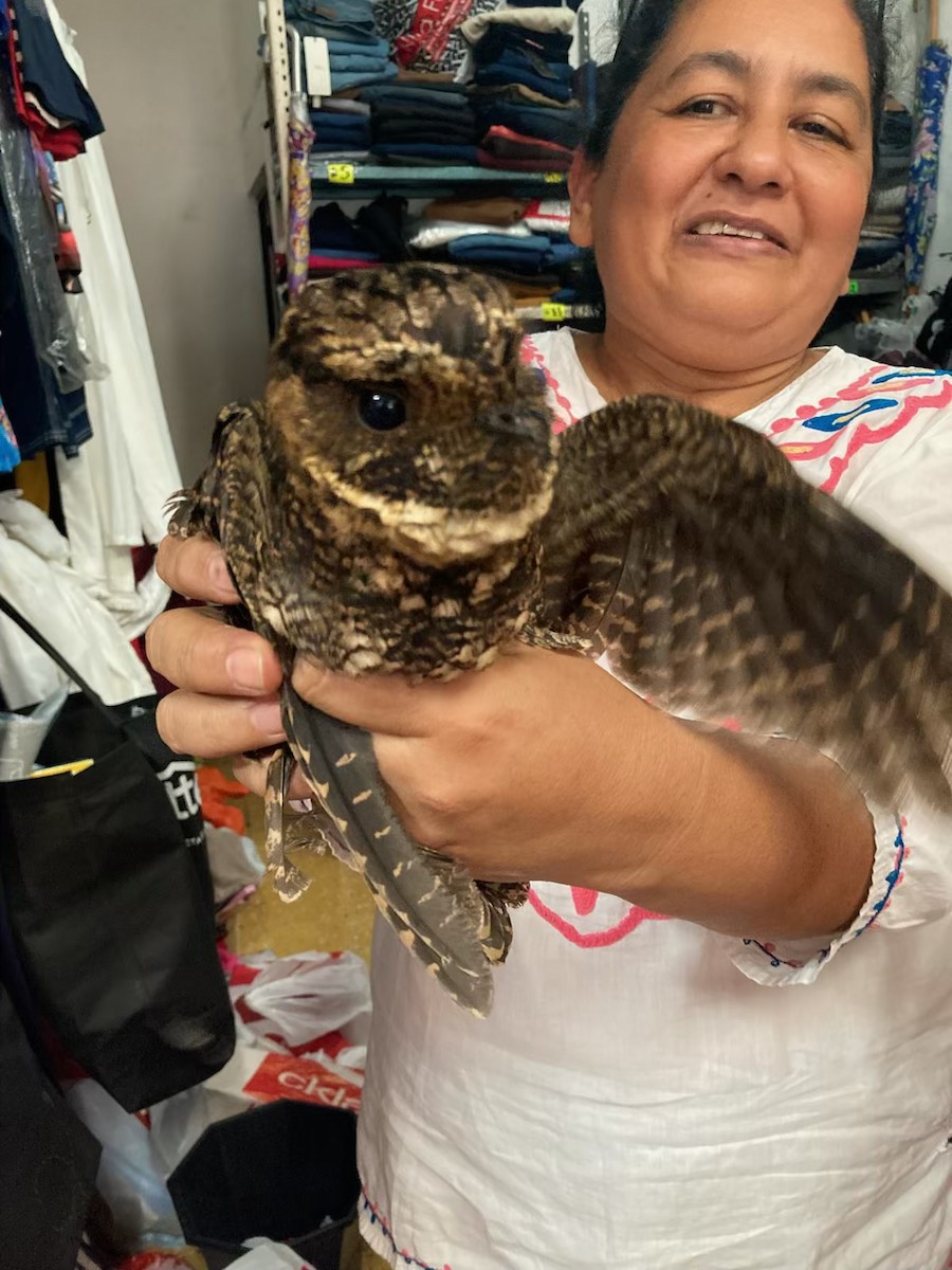 Tawny-collared Nightjar - ML620559281