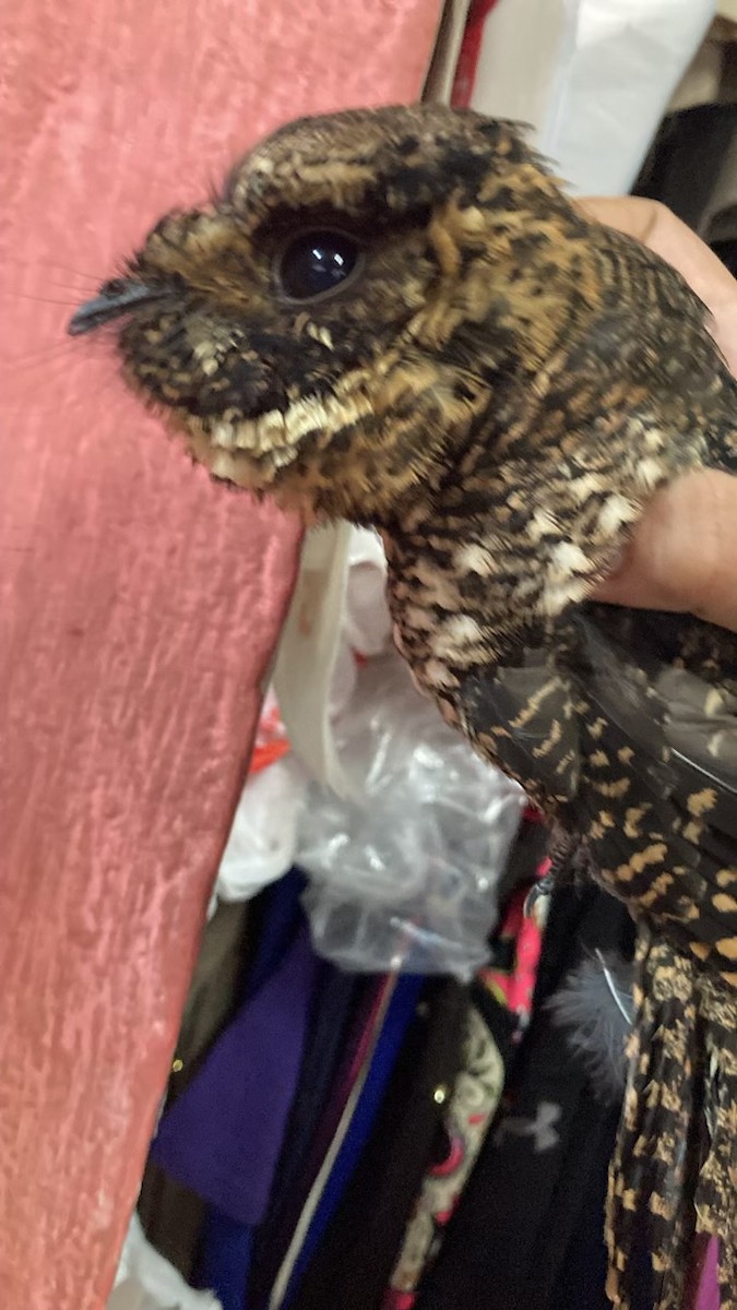 Tawny-collared Nightjar - ML620559282