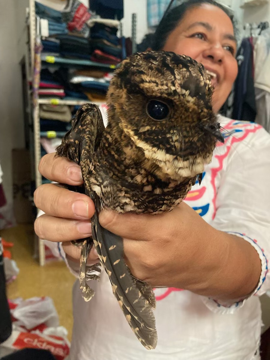 Tawny-collared Nightjar - ML620559283