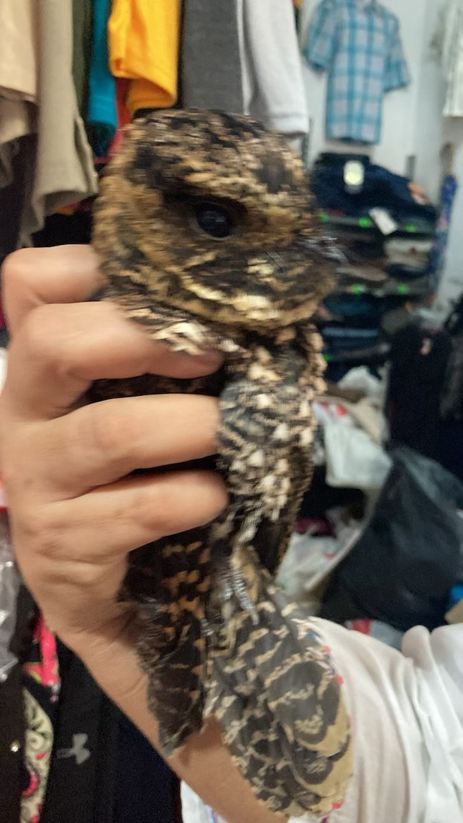 Tawny-collared Nightjar - ML620559284