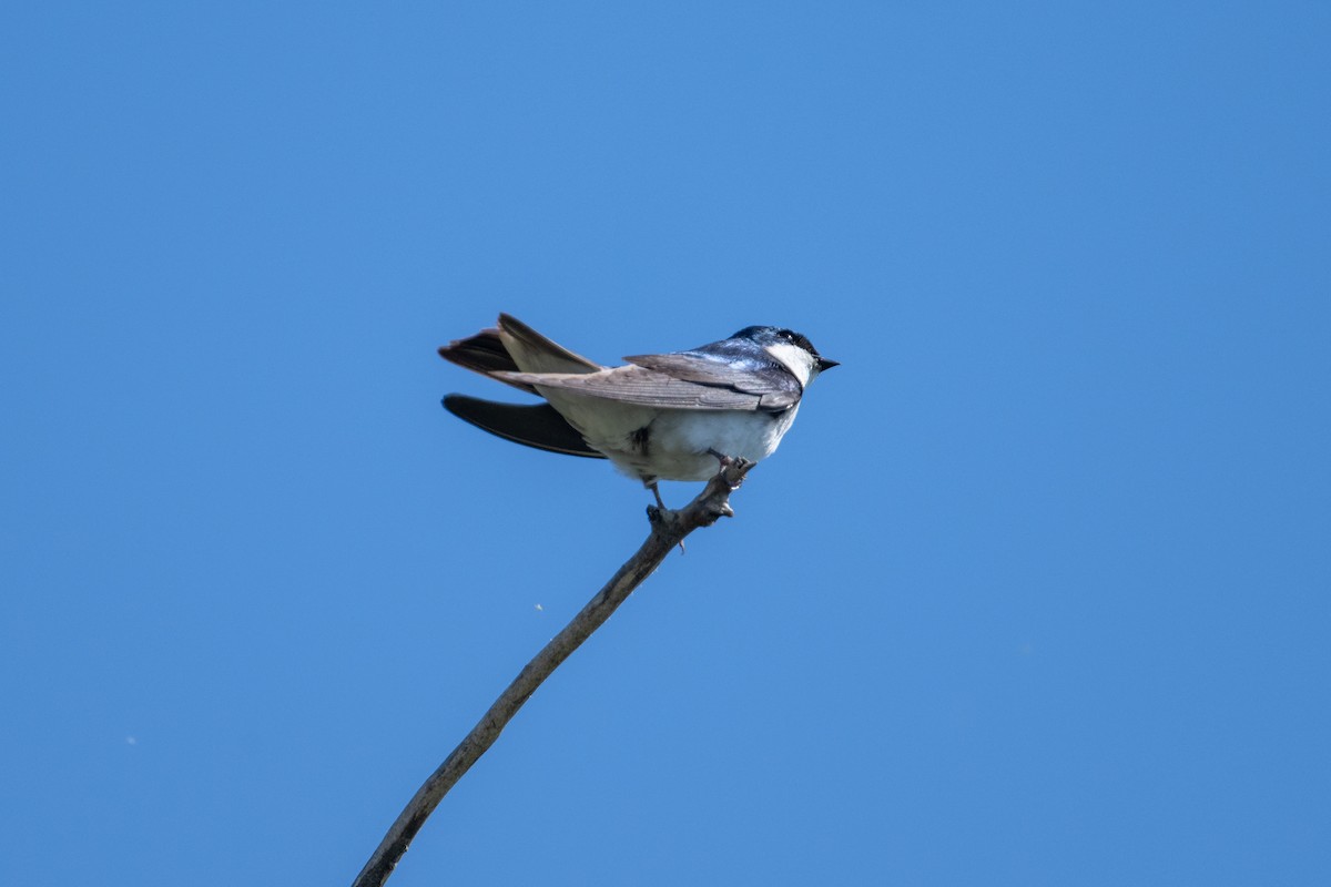 Tree Swallow - ML620559287