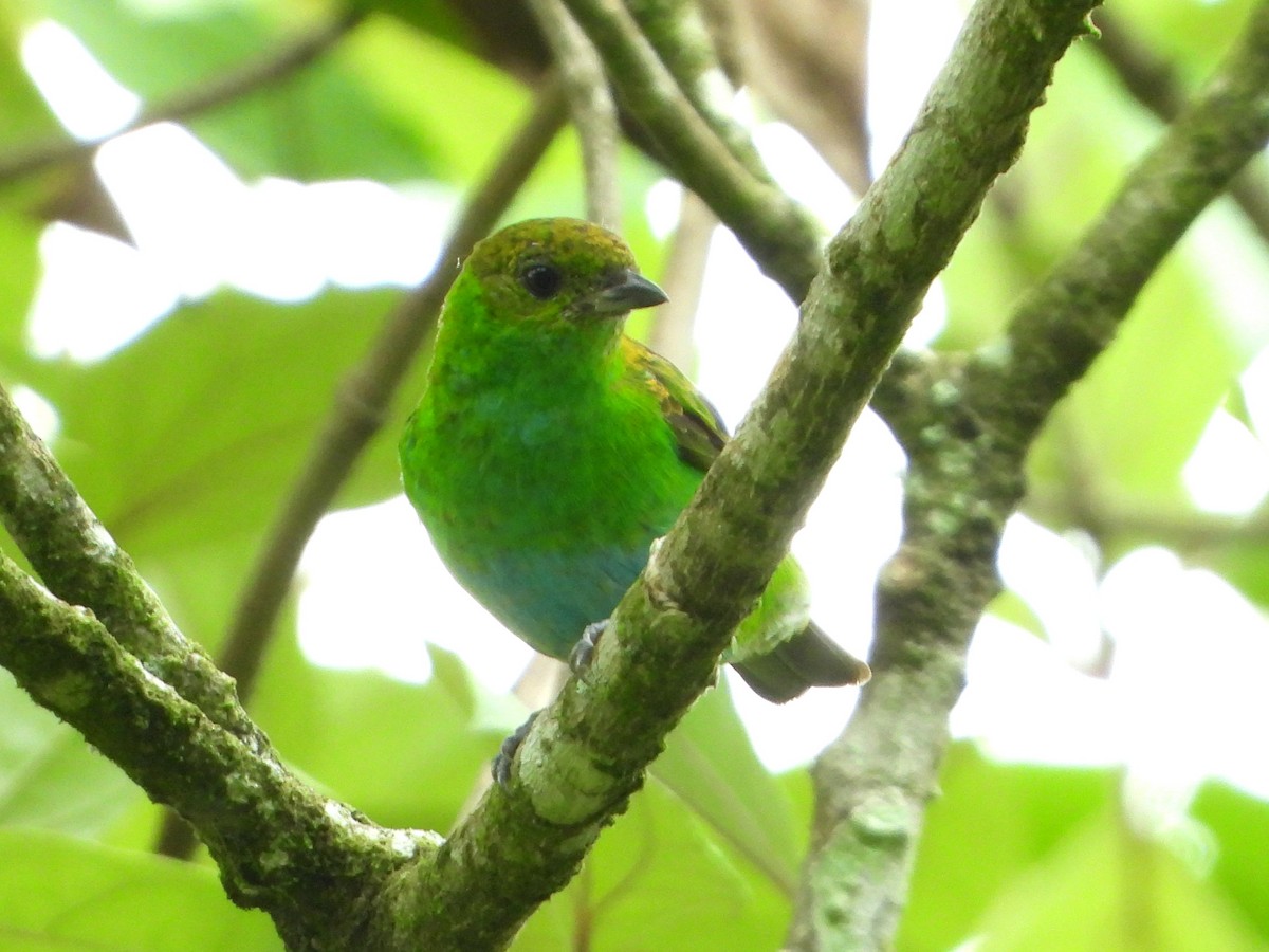 Rufous-winged Tanager - ML620559289