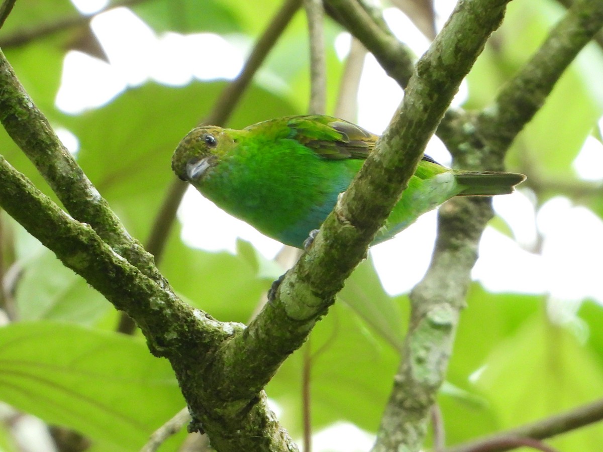 Rufous-winged Tanager - ML620559290