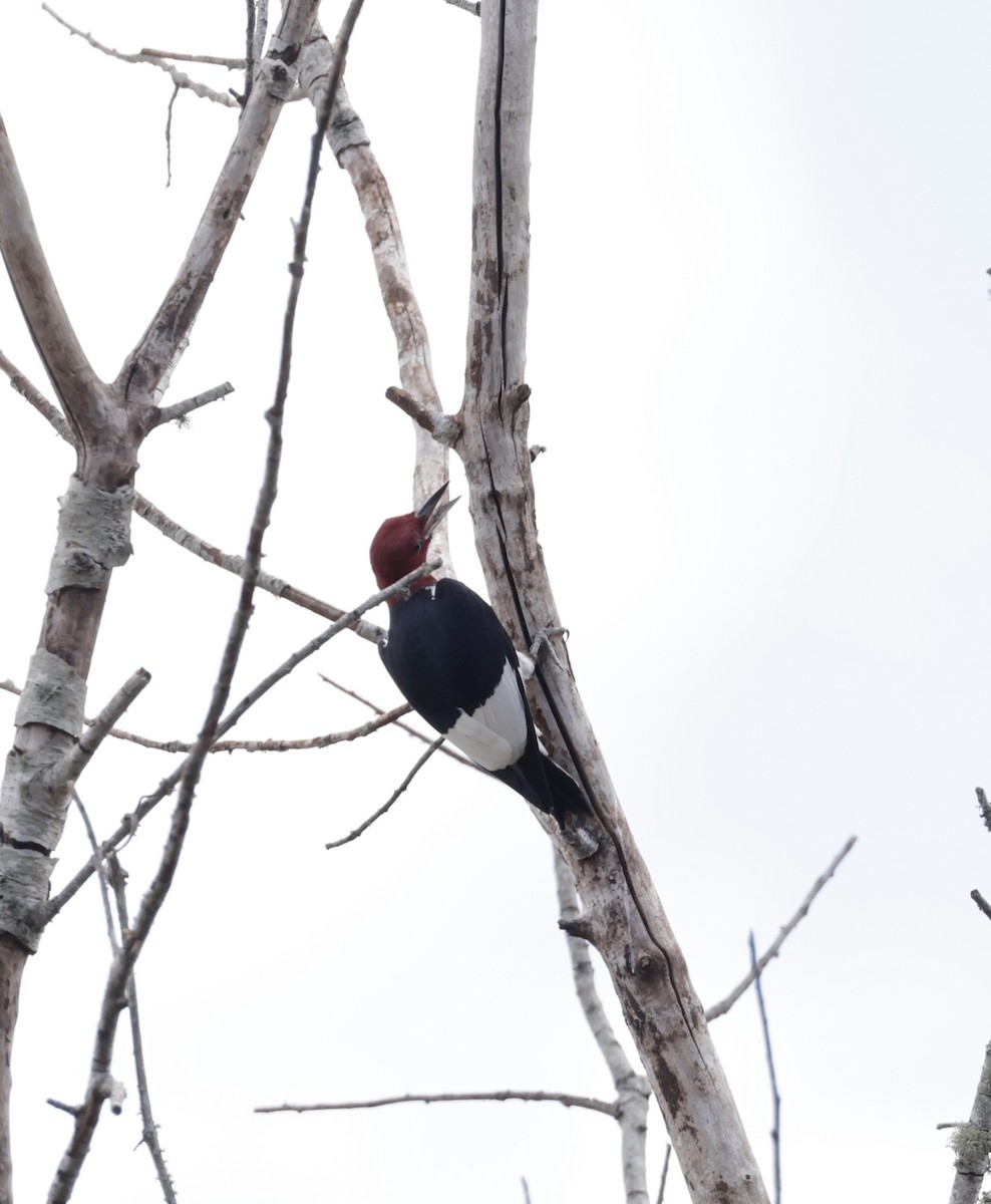 Red-headed Woodpecker - ML620559291