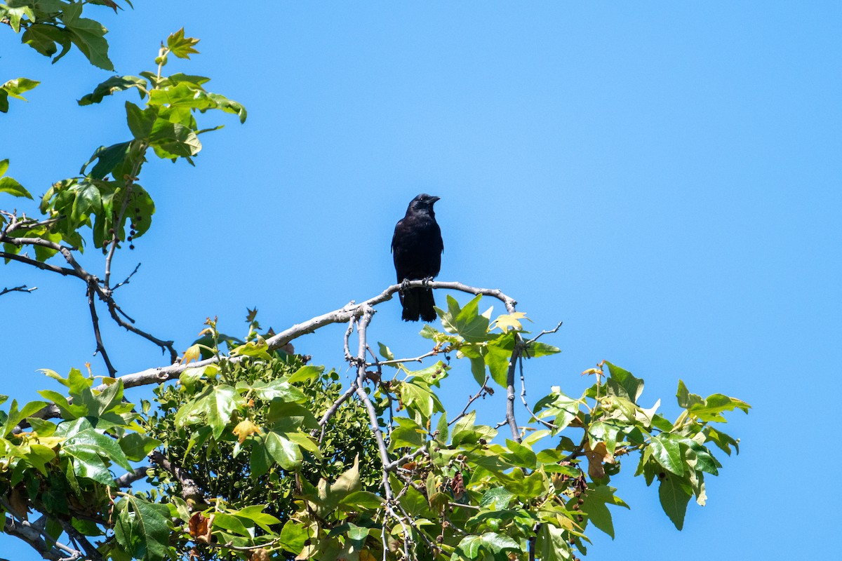 American Crow - ML620559293