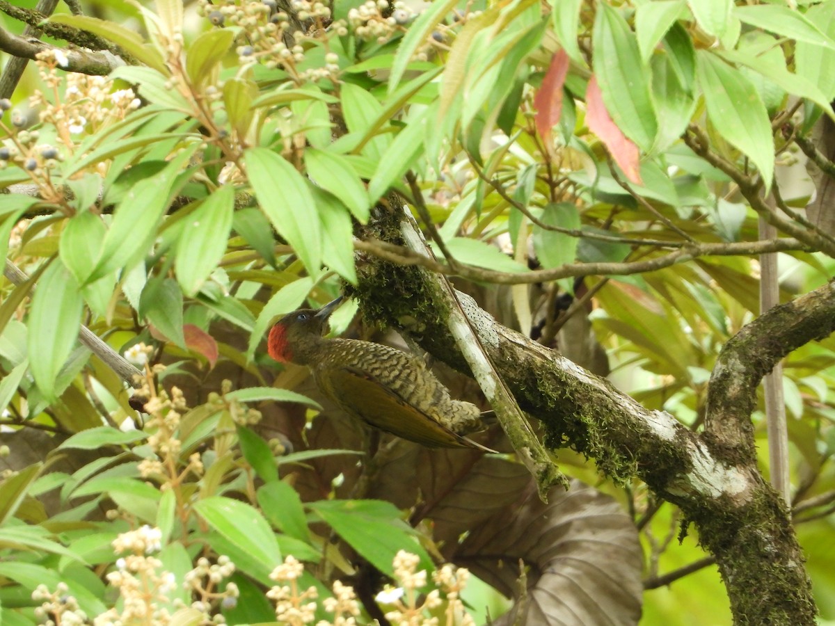 Rufous-winged Woodpecker - ML620559305