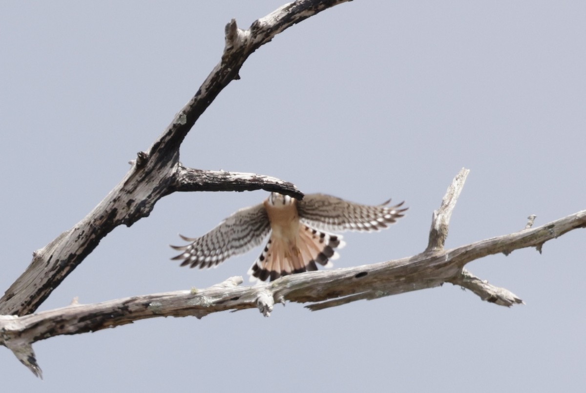 American Kestrel - ML620559306