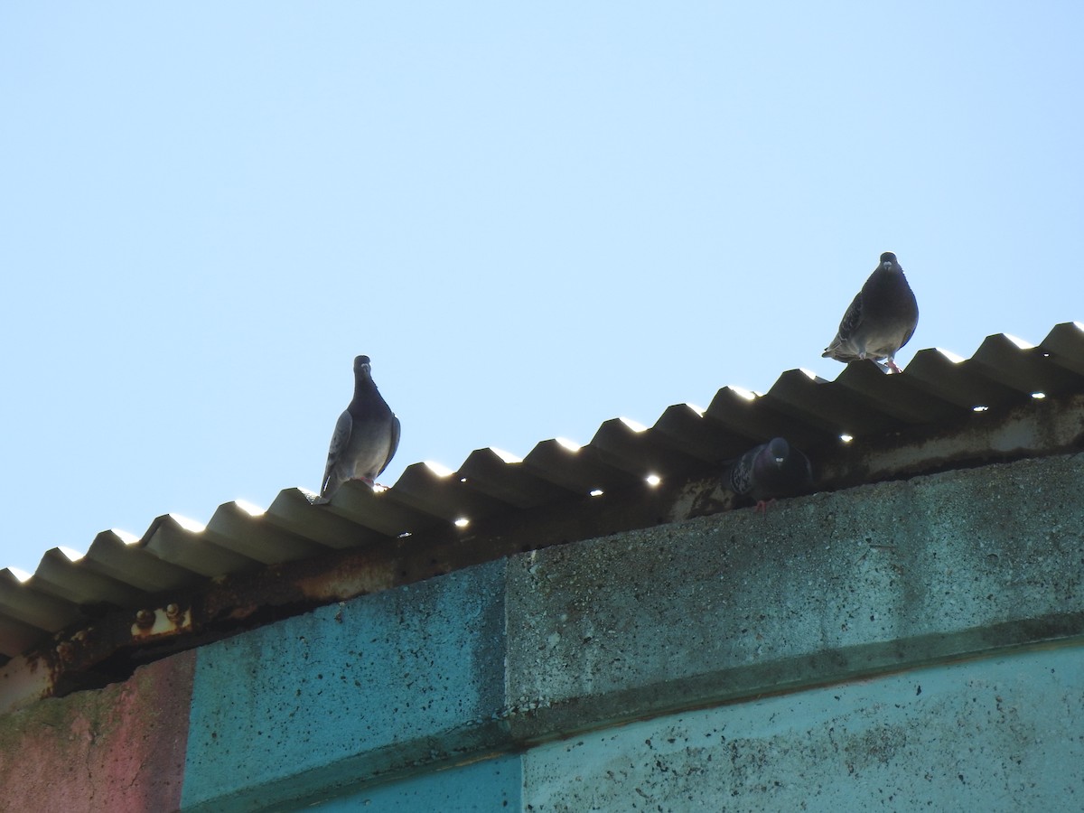 Rock Pigeon (Feral Pigeon) - ML620559308